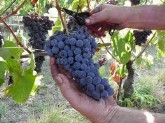 uva nera