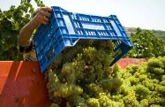 vendemmia